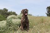 CANE CORSO 056